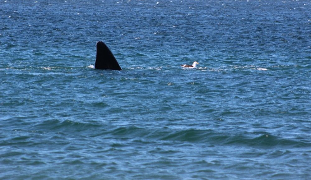 Quién persigue a quién?