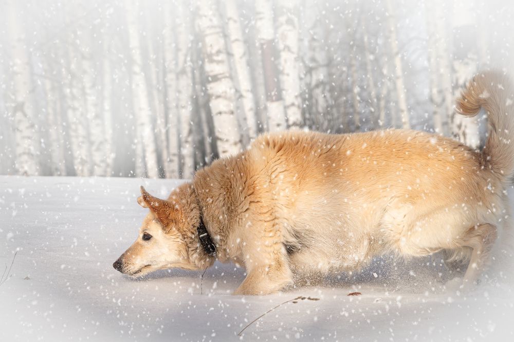 Photograph by Сергей Кузнецов