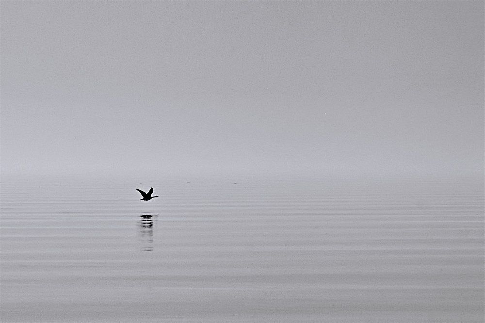 Photograph by A. G. Bisschop