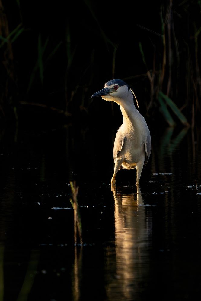 Photograph by Татьяна Жеребцова