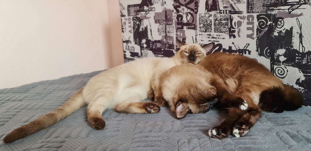 Photograph by Natasha Kim