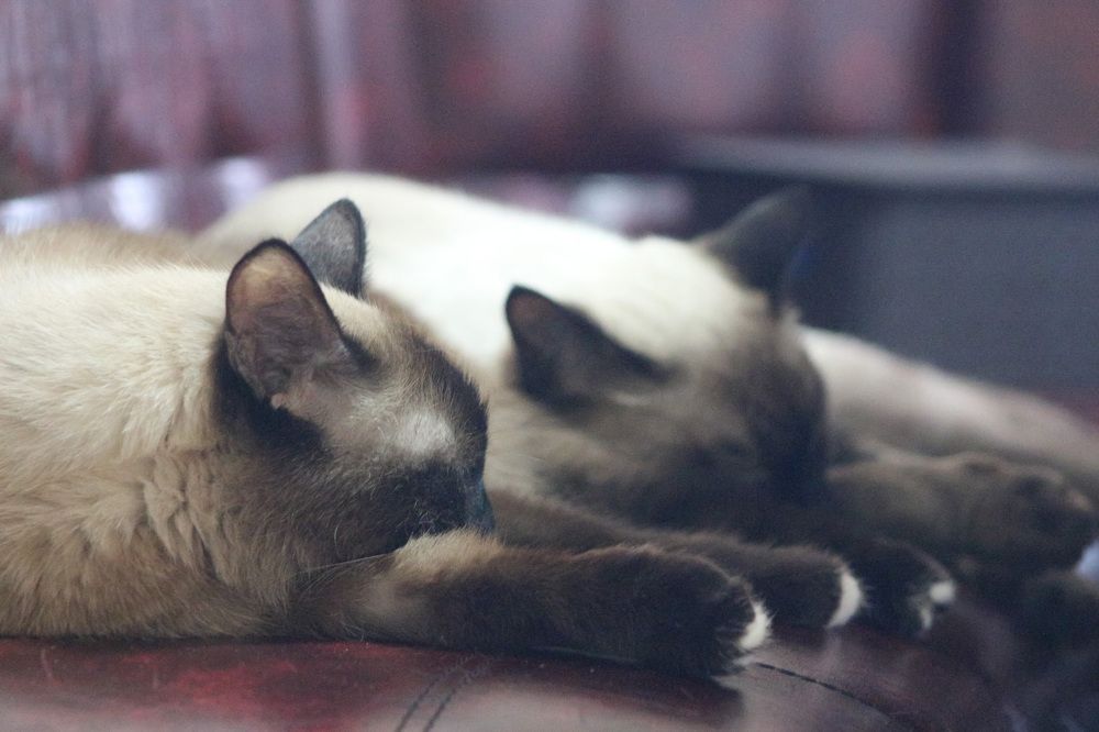 Photograph by Natasha Kim