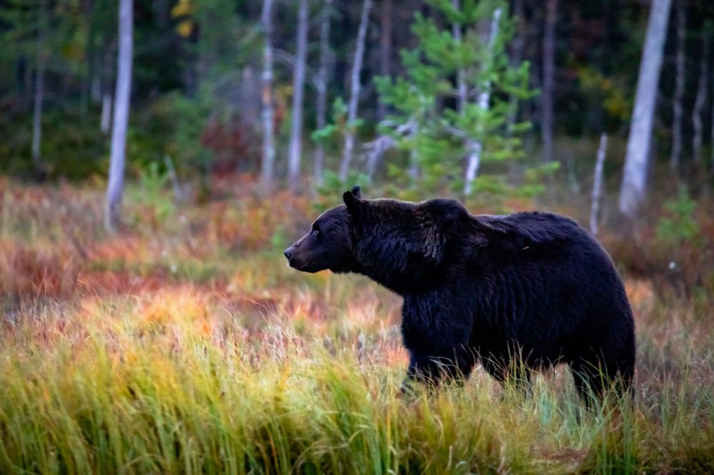 Photograph by Vita Potomova