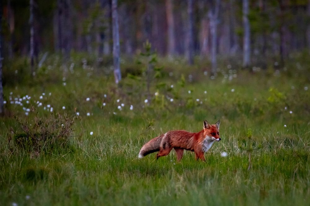 Photograph by Vita Potomova