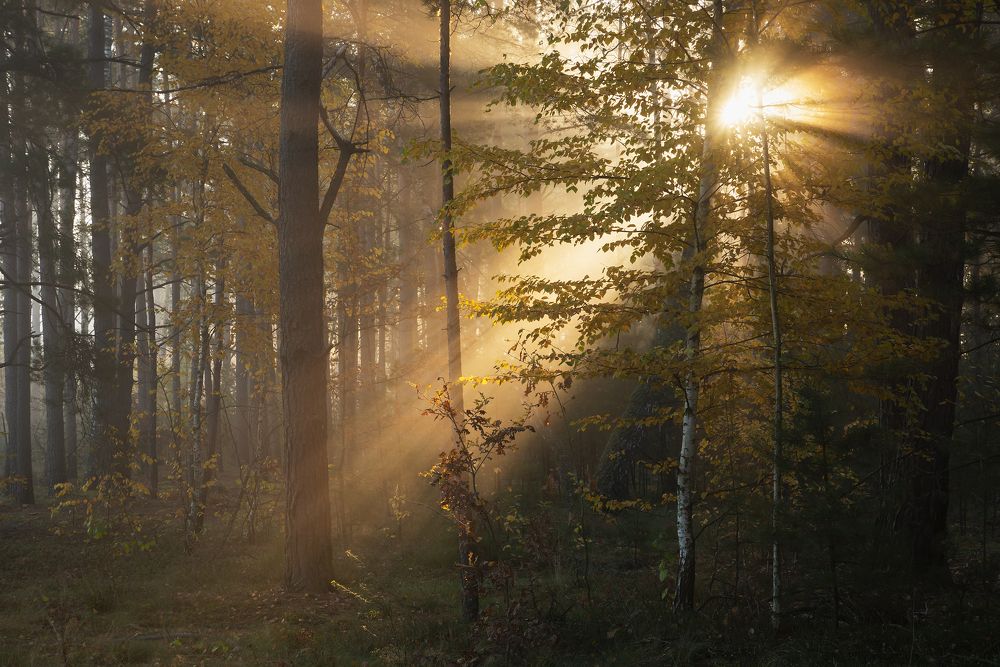 Осенним утром в лесу