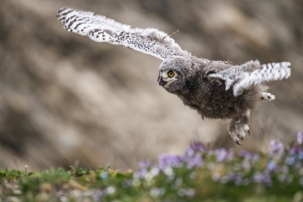 Первый полёт