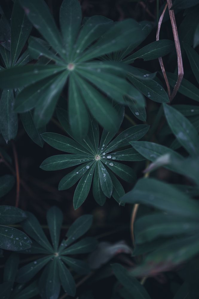 Photograph by Герман Крупенин