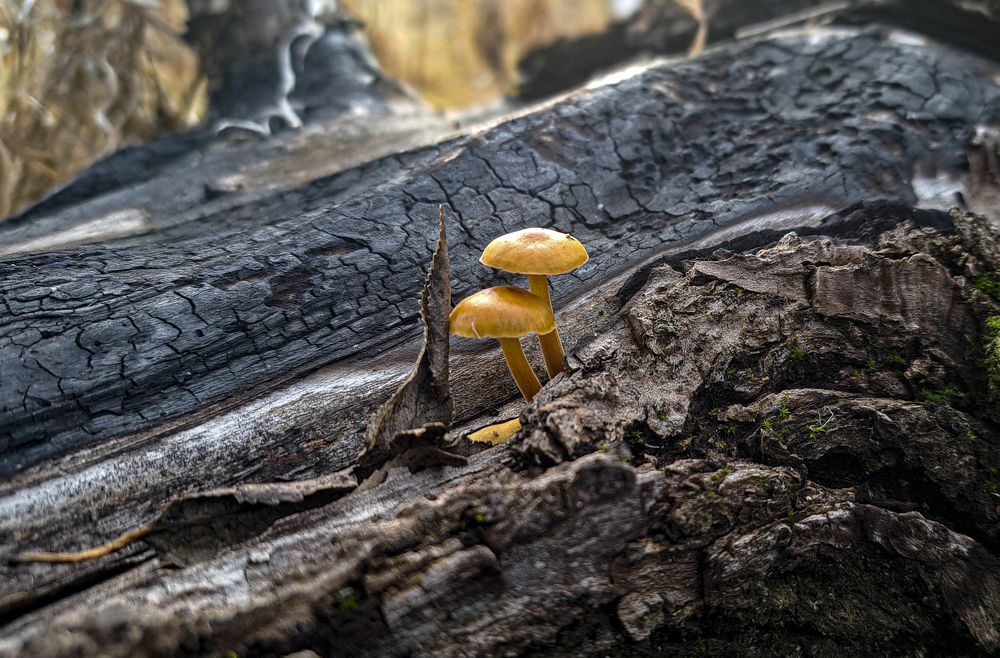 Photograph by Михаил Беляев