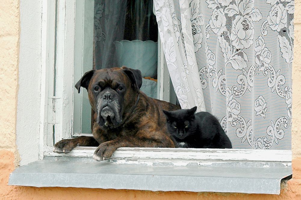 Фотография автора Николай Семенец