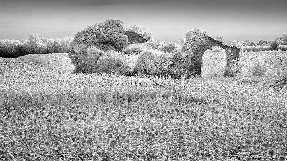 ... i girasole ...unconventional view …..