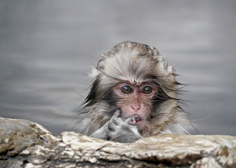 Baby monkey soaking in hot springs