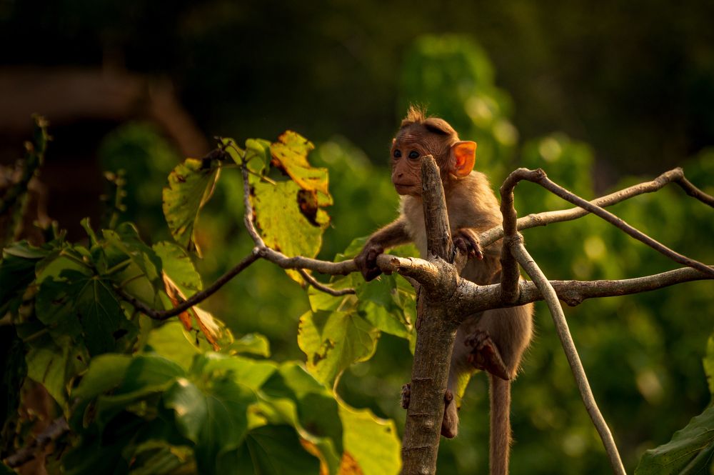 Photograph by Kirtesh Mahant