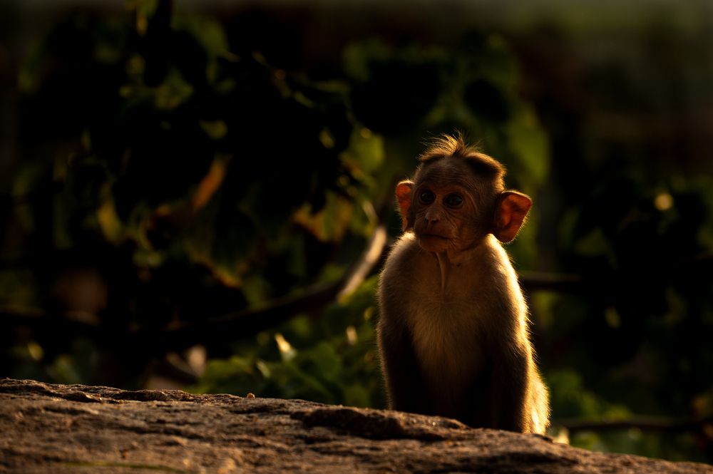 Фотография автора Kirtesh Mahant