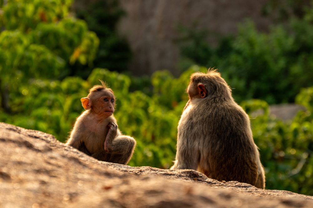 Фотография автора Kirtesh Mahant