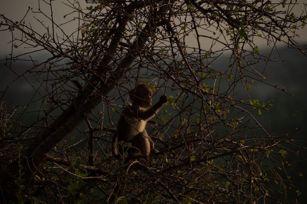 Фотография автора Kirtesh Mahant