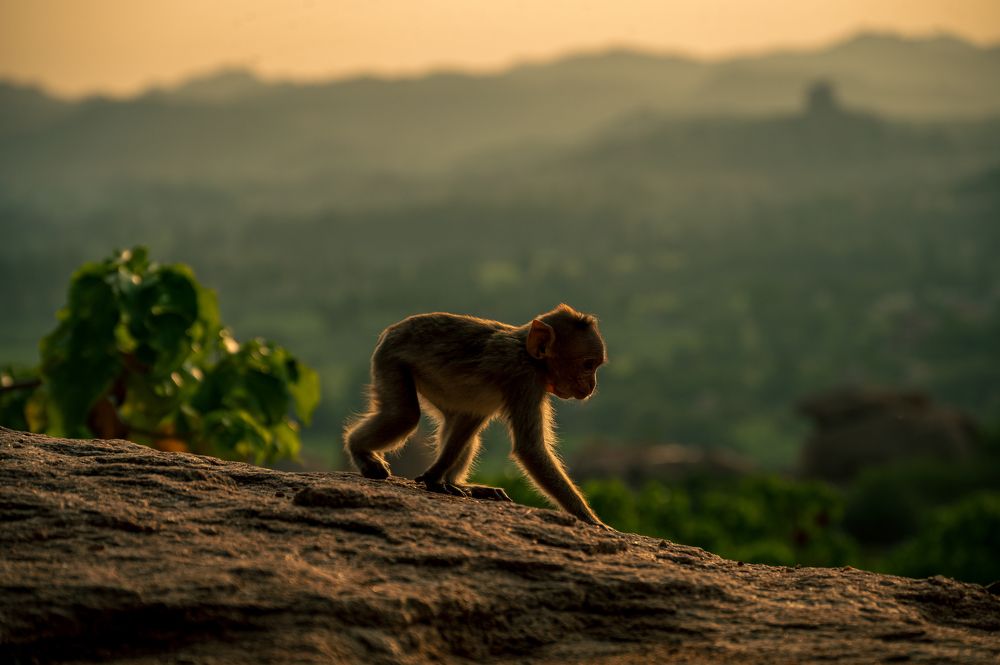 Photograph by Kirtesh Mahant