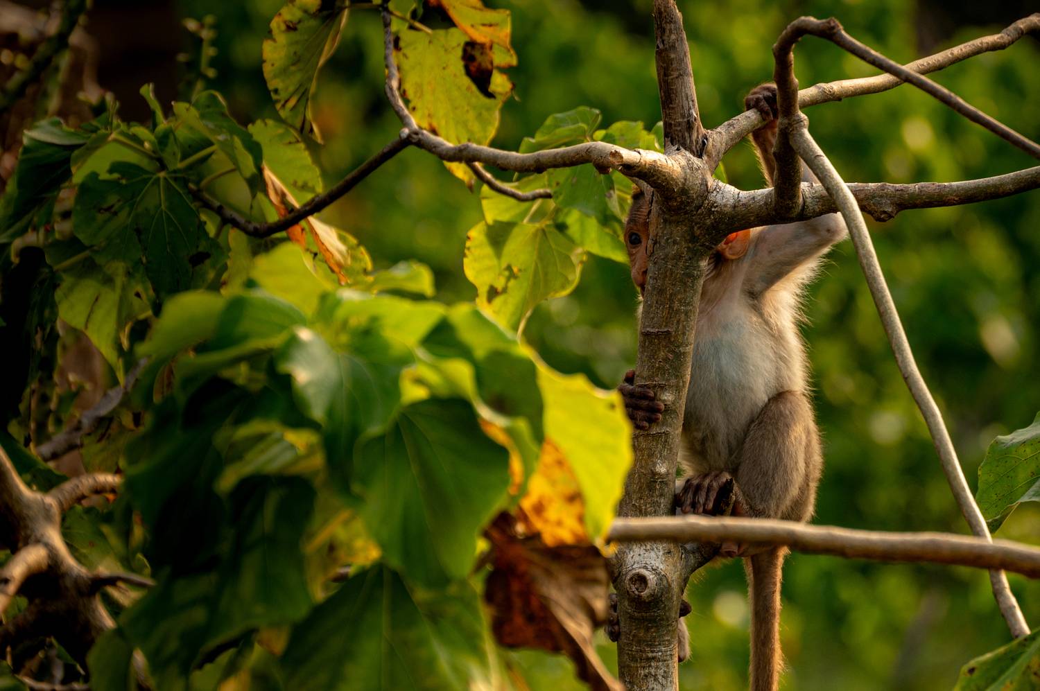 A New Day in the Jungle