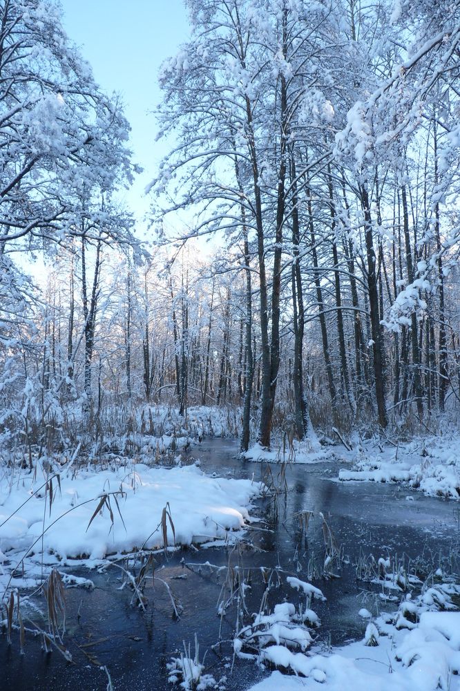 Морозное утро