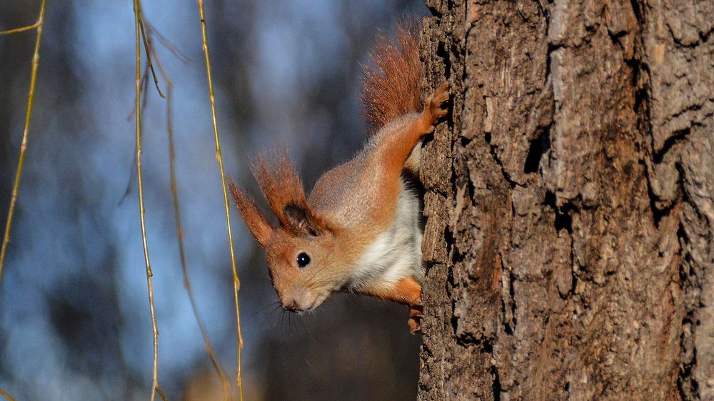 Ещё одна позёрка