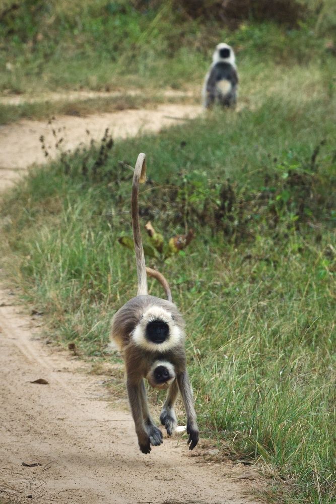 Фотография автора BIPLAB MISRA