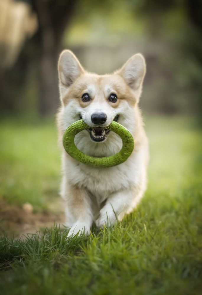 Photograph by Елена Раздвилова