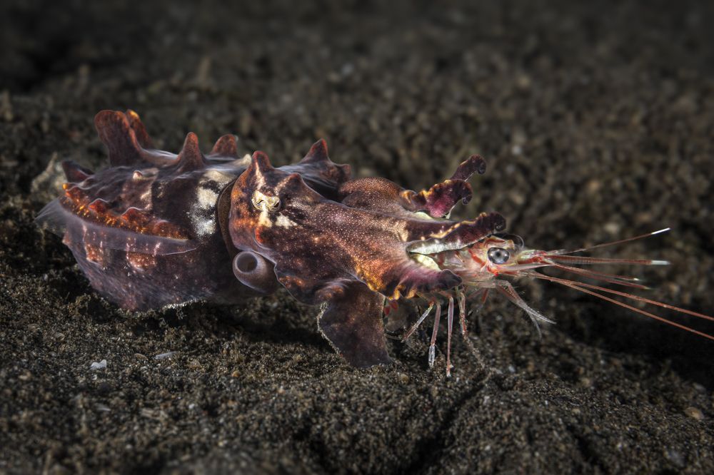 Flamboyant cuttlefish eating a shrimp