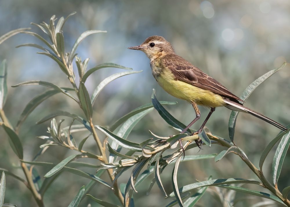 желтая трясогузка