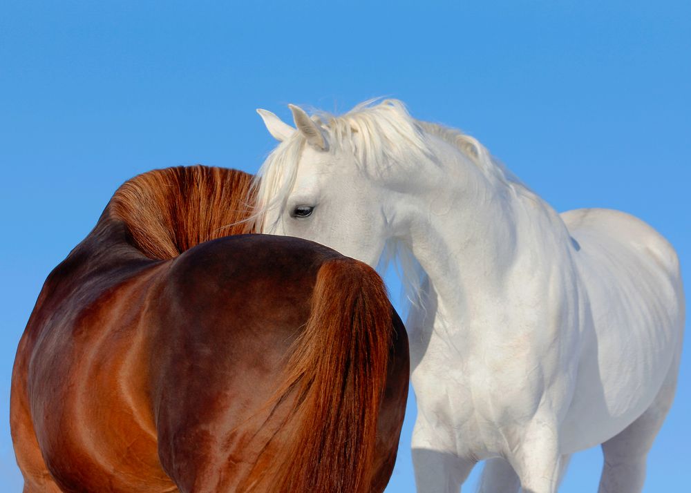 Photograph by Armin Abdehou