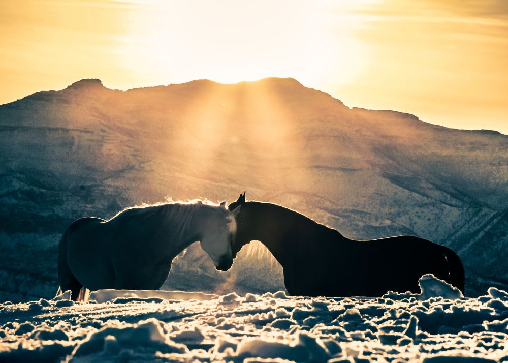 Photograph by Armin Abdehou