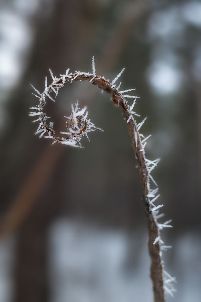 Photograph by Алла Никушкина