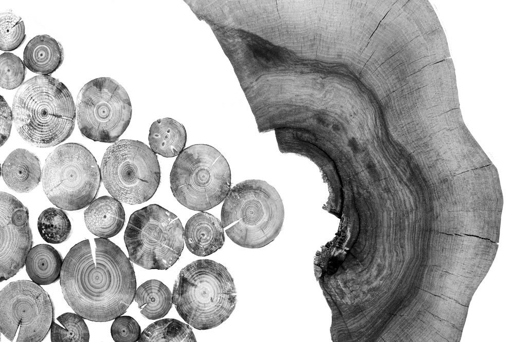 The Weeping of a Felled Tree