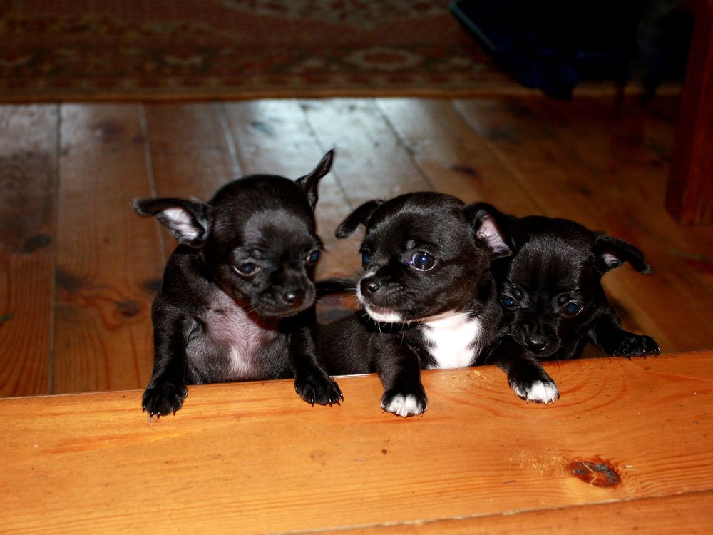 Фотография автора Nelya  Lysenko