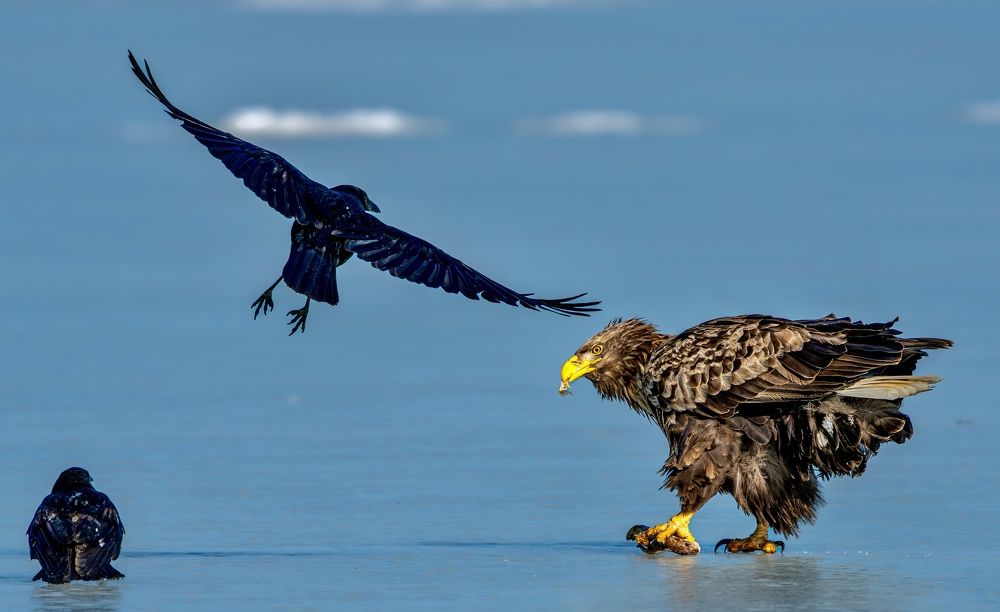 Фотография автора Алексей Симонов