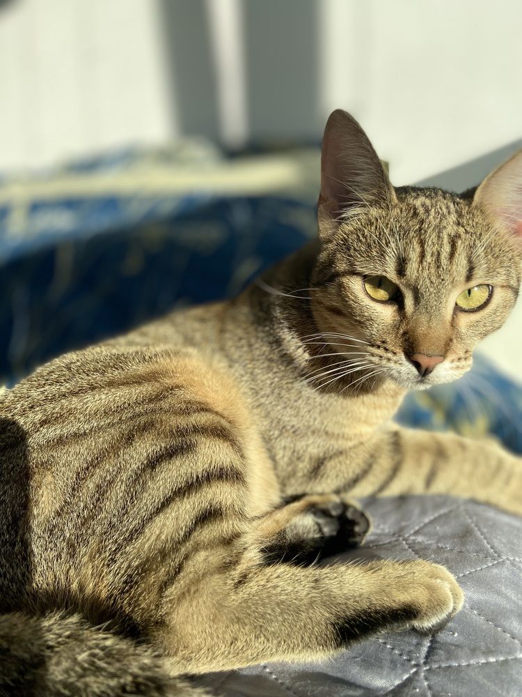 Фотография автора Климентий