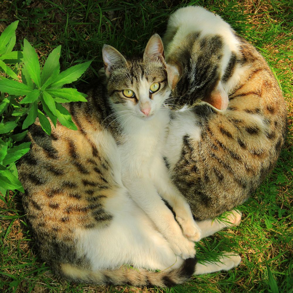 Photograph by hasan sorena jouri