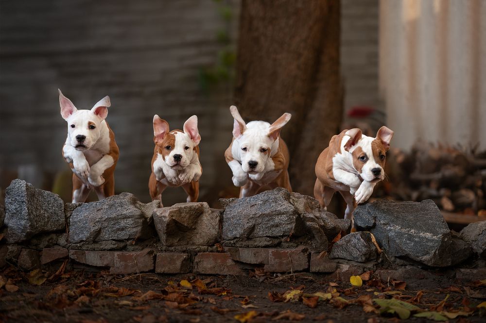 Photograph by Виталий Черняховский