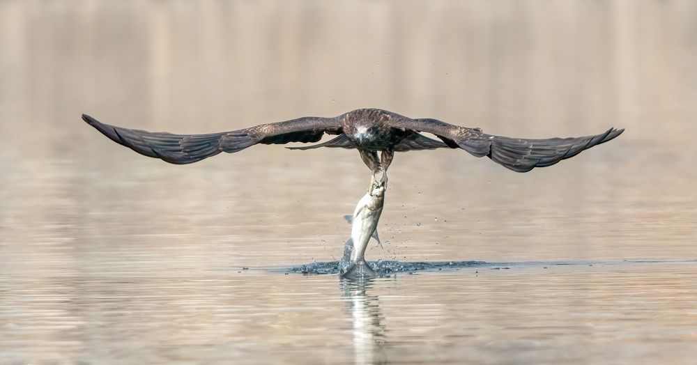 Black Kite rare view