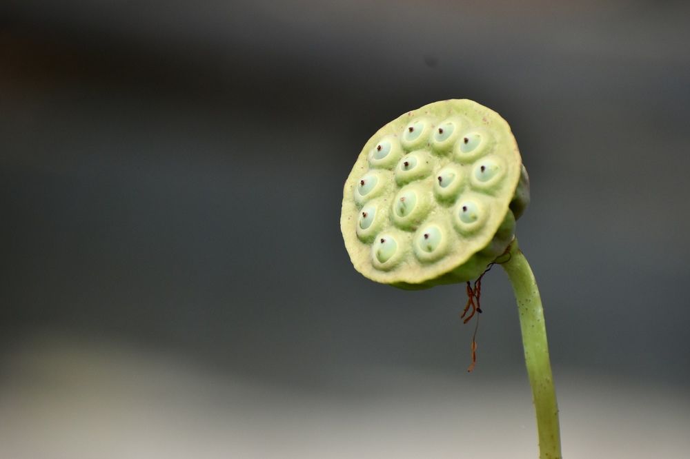 Photograph by Manoj Kumar singh