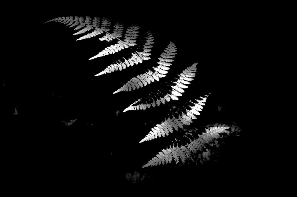 Photograph by Greg Bolger