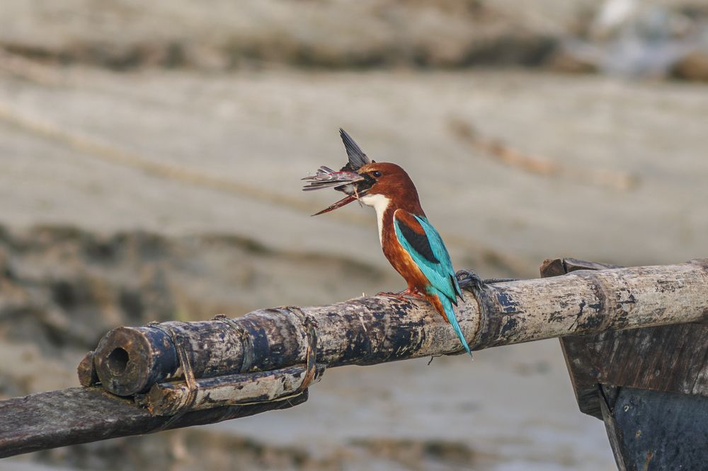 Kingfisher killed a Martin