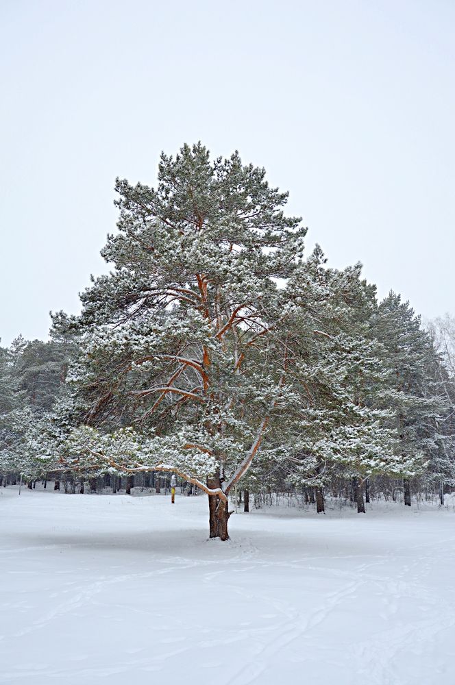 Photograph by Елена Савчук