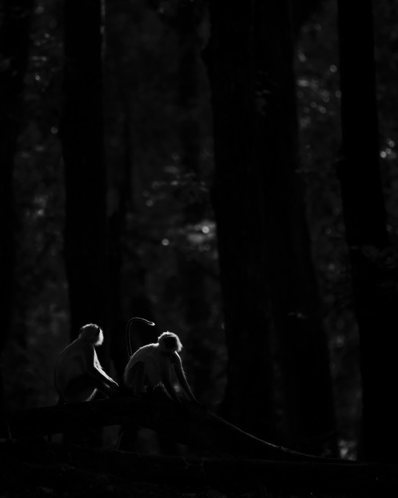 Фотография автора Aryaman Dhiman