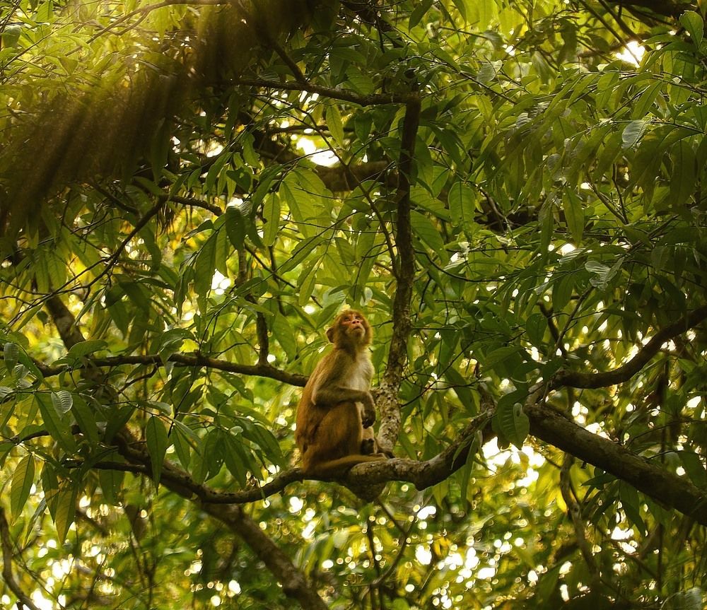 Photograph by Somjit Ghosh