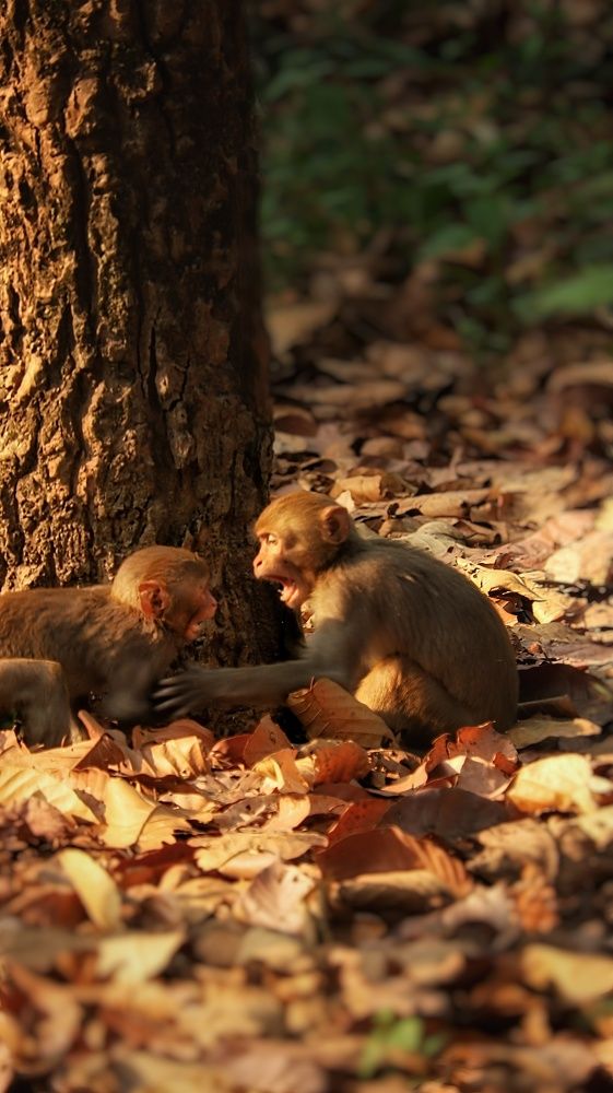 Photograph by Somjit Ghosh