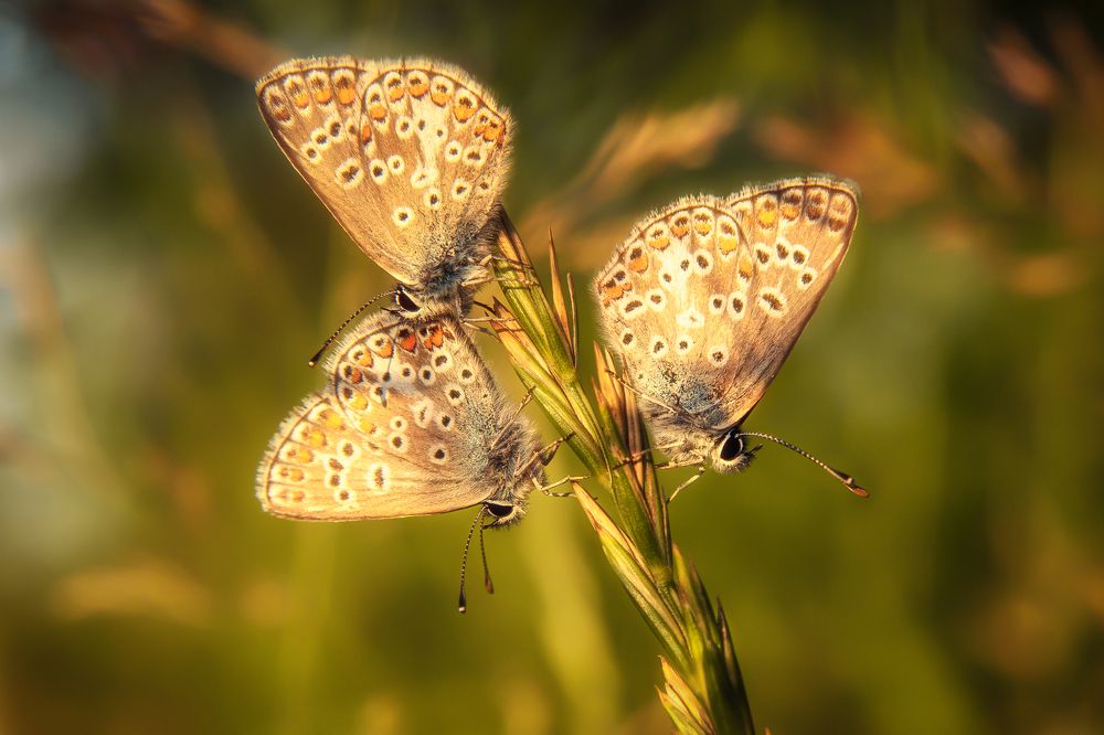 Photograph by Дмитрий Огольцов