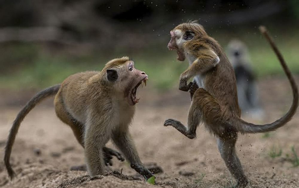 Photograph by Yogarajah Jathumilan