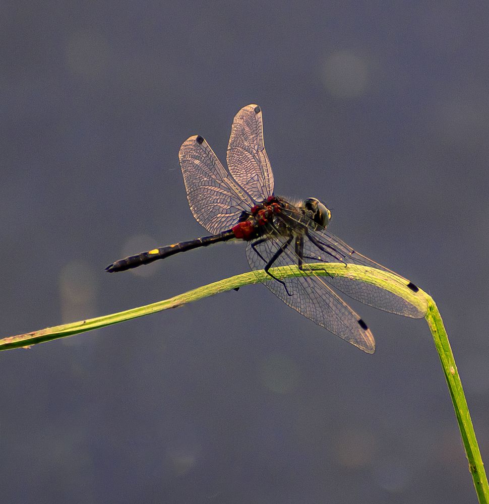 Белонос сомнительный