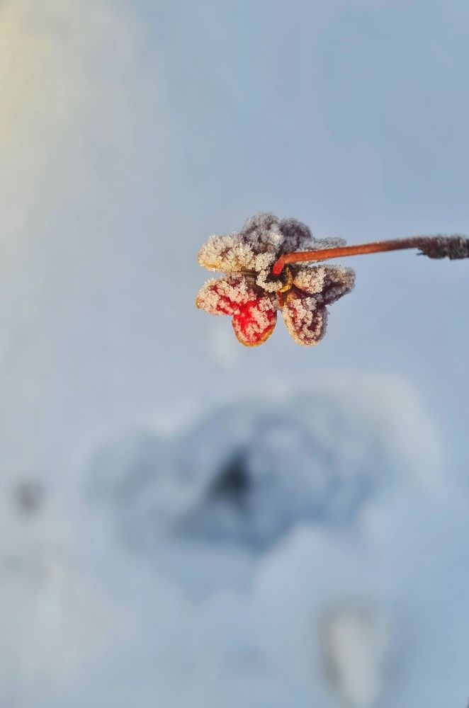 Photograph by Elena Smirnova