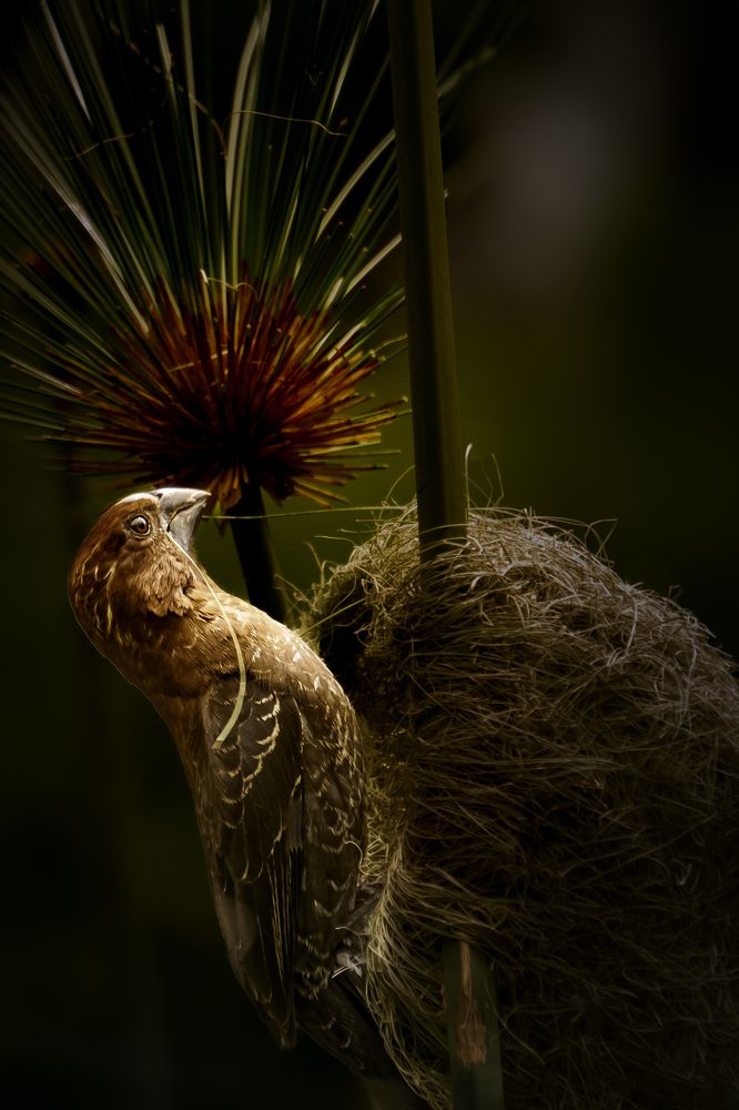 Thick billed weaver