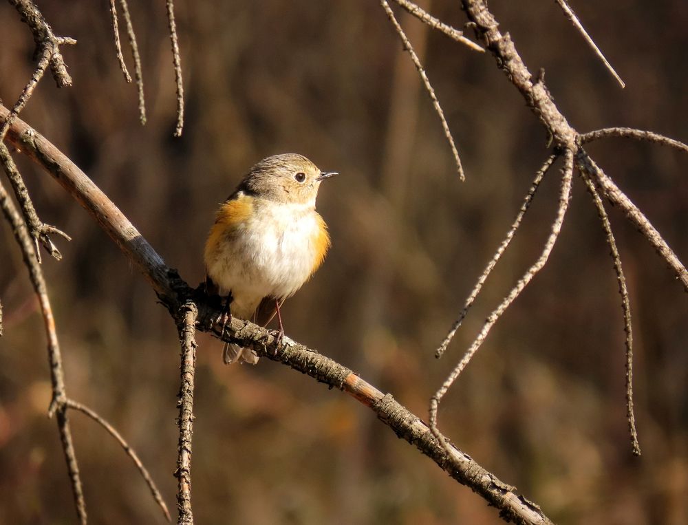 Синехвостка